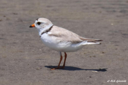 A Piping Plover stopping for a pose