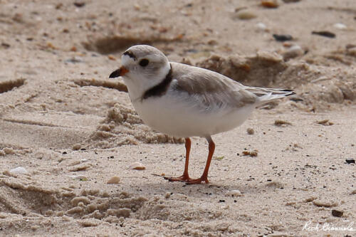 Piping Plover on the beach