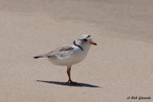 Piping Plover