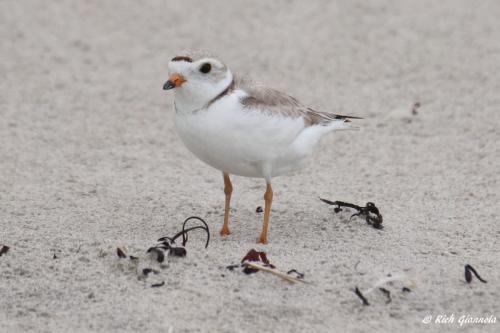 Piping Plover