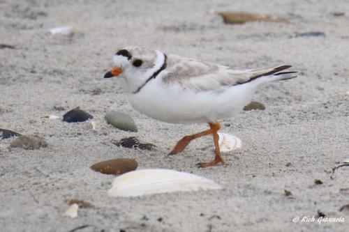 Piping Plover