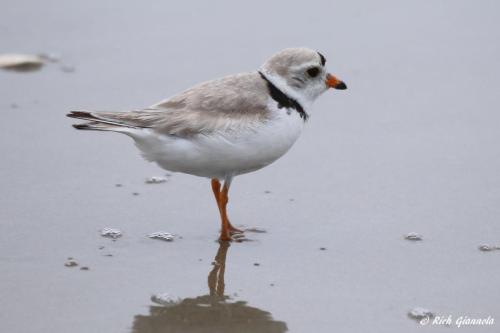 Piping Plover