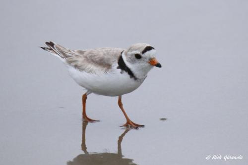 Piping Plover