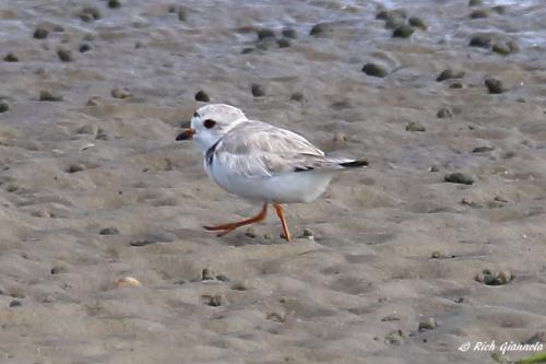 Piping Plover