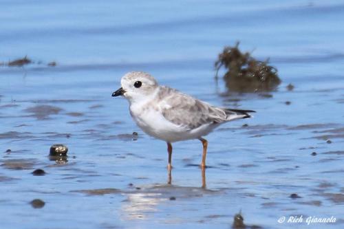 Piping Plover