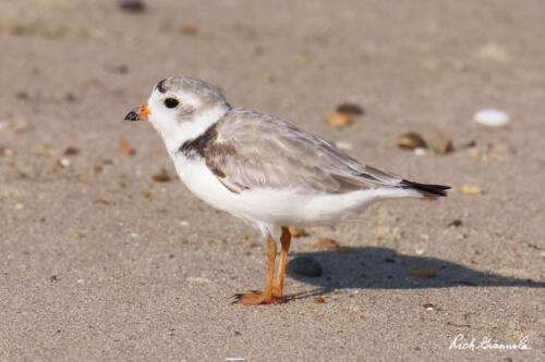 Piping Plover looking for a lover