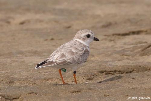 Piping Plover