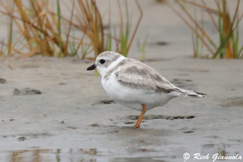Piping Plover