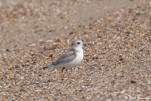 Piping Plover