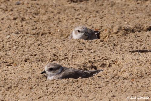 Piping Plovers