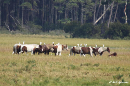 The famous Chincoteague Ponies