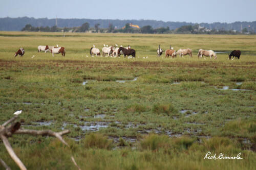 The famous Chincoteague ponies