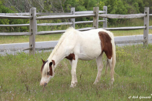 Assateague Island Pony