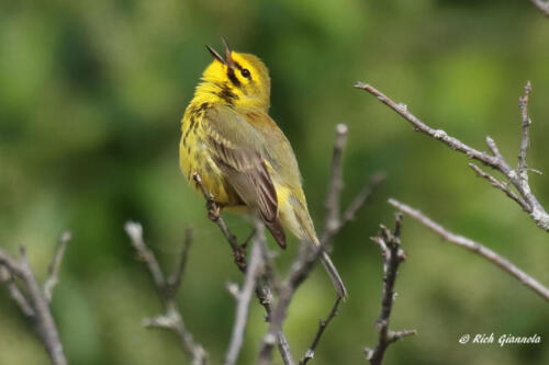 A singing male Prairie Warbler