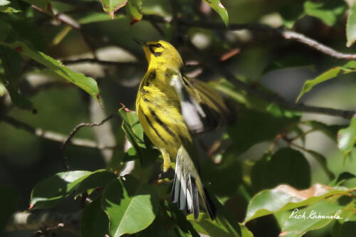 Prairie Warbler in a leafy tree