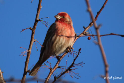 Purple Finch posing