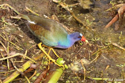 Purple Gallinule