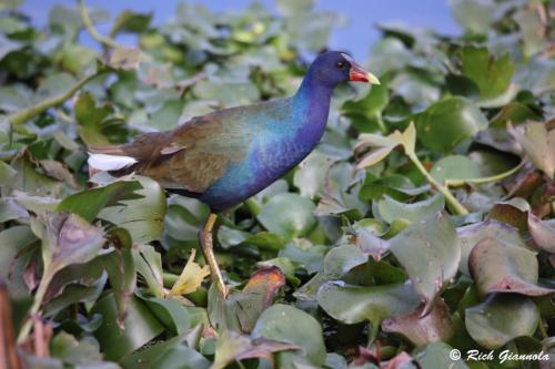 Purple Gallinule