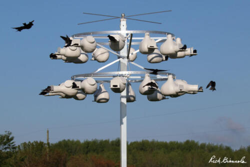 Purple Martins in their apartments