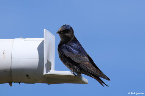 Purple Martin