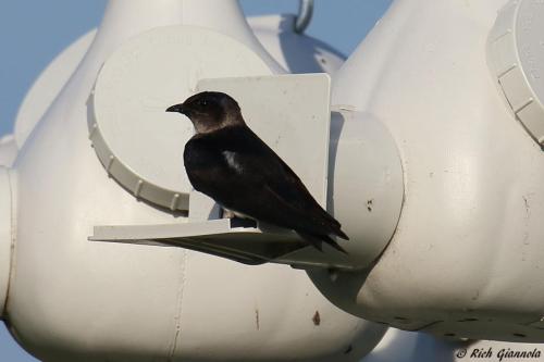 Purple Martin