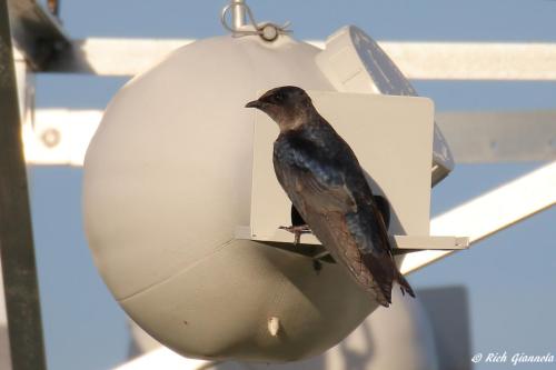 Purple Martin