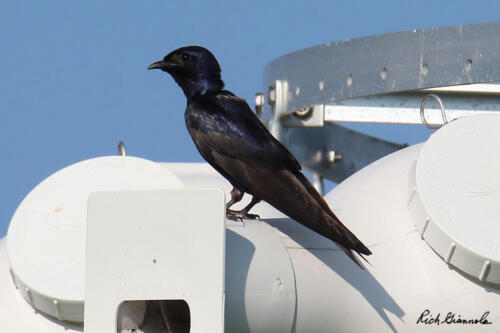 A Purple Martin sitting on top of its apartment