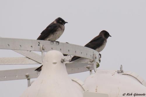 Purple Martins