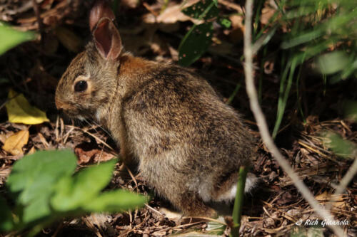 A shy little rabbit along the Boardwalk Trail