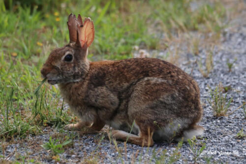 This rabbit is munching on some grass