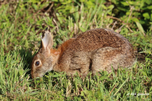 Hungry rabbit