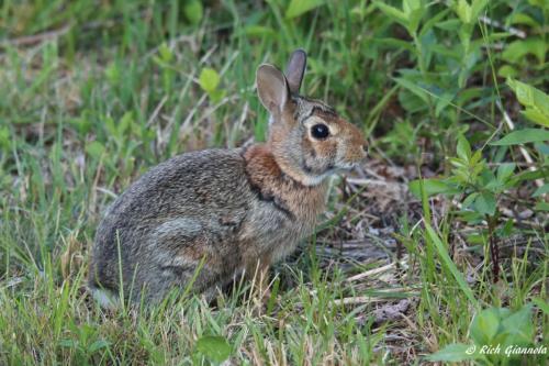 Rabbit