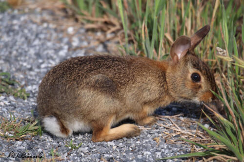 Rabbit along Dike Trail in Prime Hook NWR