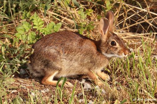 Rabbit