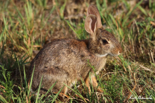 Rabbit along Dike Trail in Prime Hook NWR