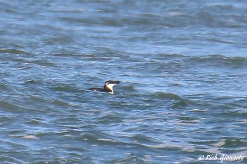 Razorbill