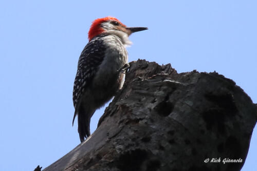 A Red-Bellied Woodpecker checking the view from the top