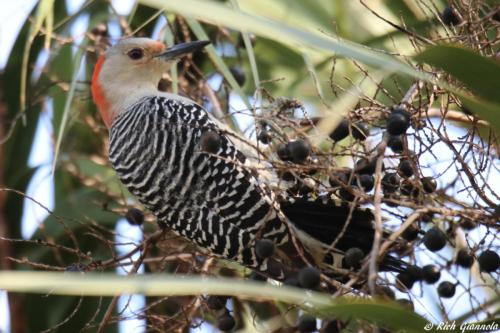 Red-Bellied Woodpecker