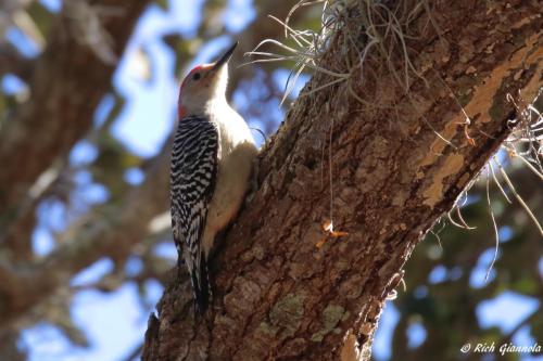 Red-Bellied Woodpecker