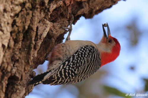 Red-Bellied Woodpecker