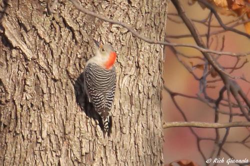 Red-Bellied Woodpecker