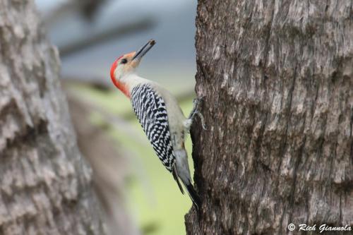 Red-Bellied Woodpecker