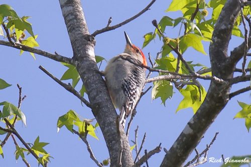 Red-Bellied Woodpecker