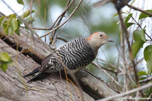 Red-Bellied Woodpecker