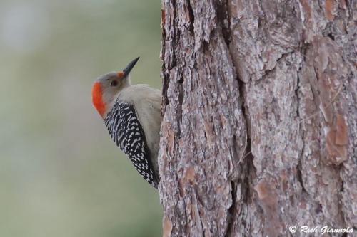 Red-Bellied Woodpecker