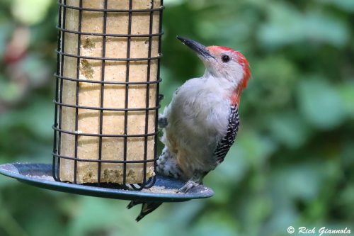 Red Bellied Woodpecker