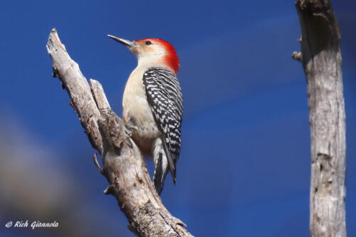 Red-Bellied Woodpecker climbing up a tree