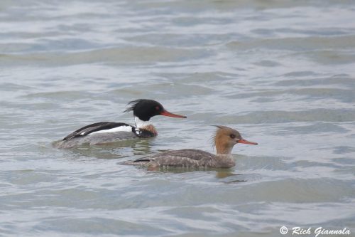 Red-Breasted Mergansers