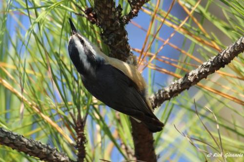 Red-Breasted Nuthatch