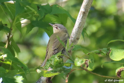 Red-Eyed Vireo